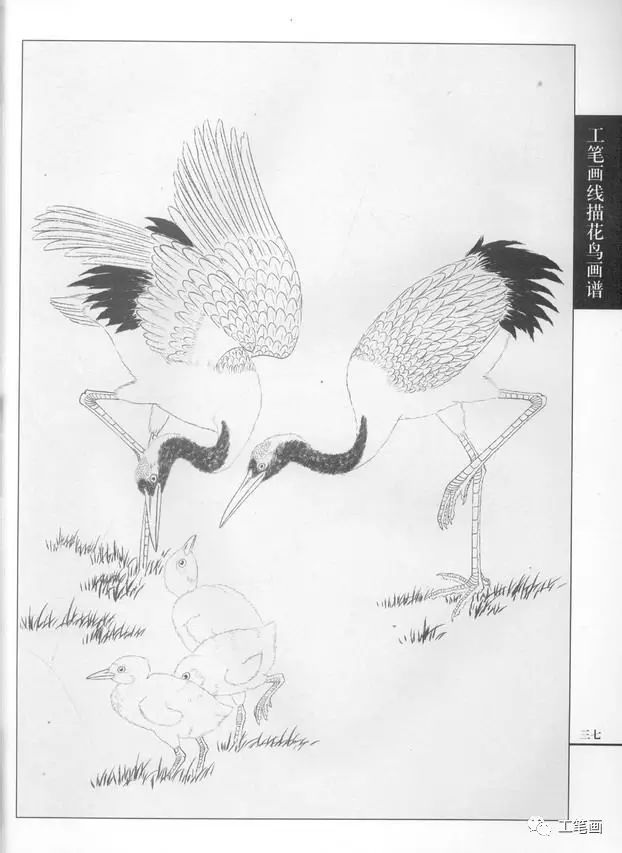 百鸟画谱.仙鹤篇
