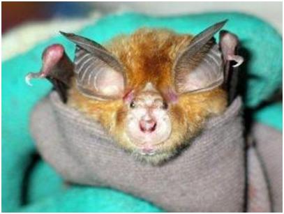 「神器」保证孩子出行安全，网友：这是什么神奇操作宝妈发明“神器”