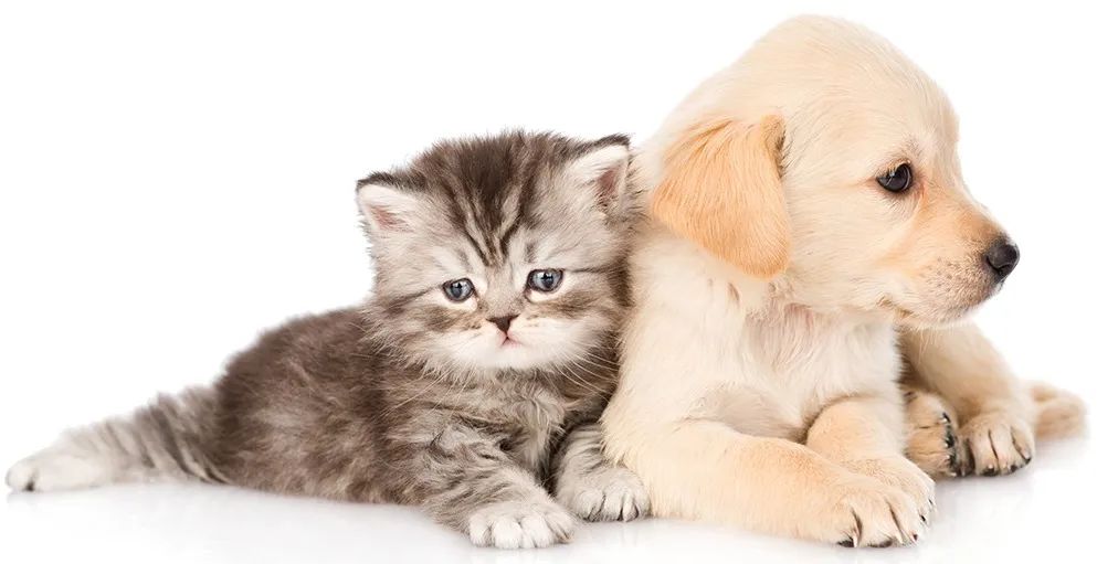 梦见和猫狗在对话,探索梦境中的奇妙预兆与心灵启示 梦见和猫狗在对话,探索梦境中的奇妙预兆与心灵启示