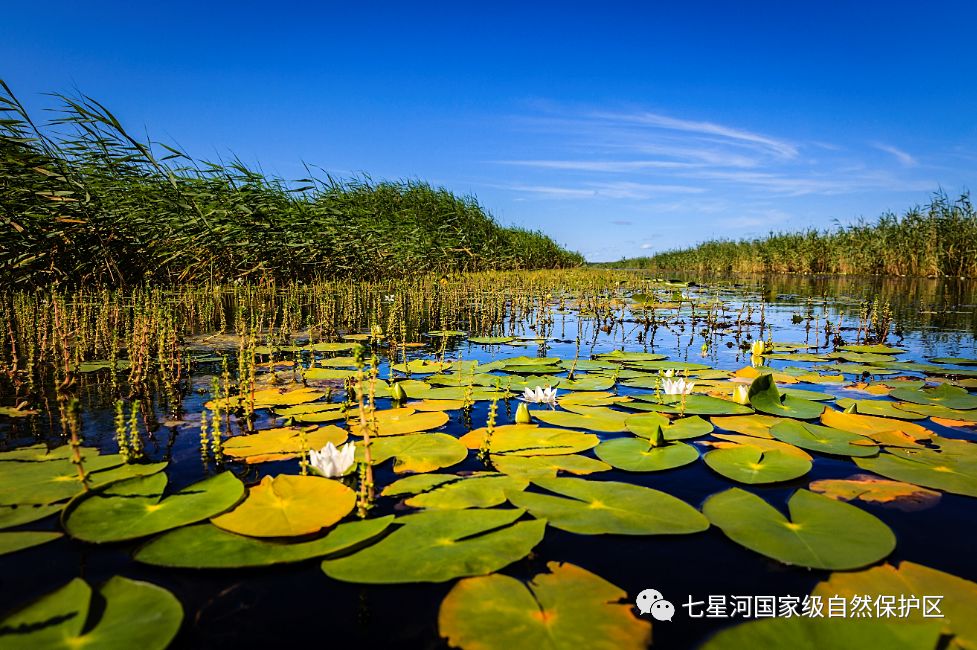 宝清有景名曰七星河湿地,从春到冬,美不胜收!