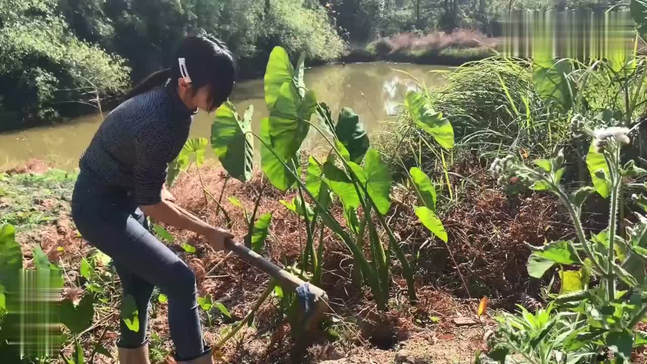 女子上山挖芋头,意外收获到这些好山货,这下发大了!