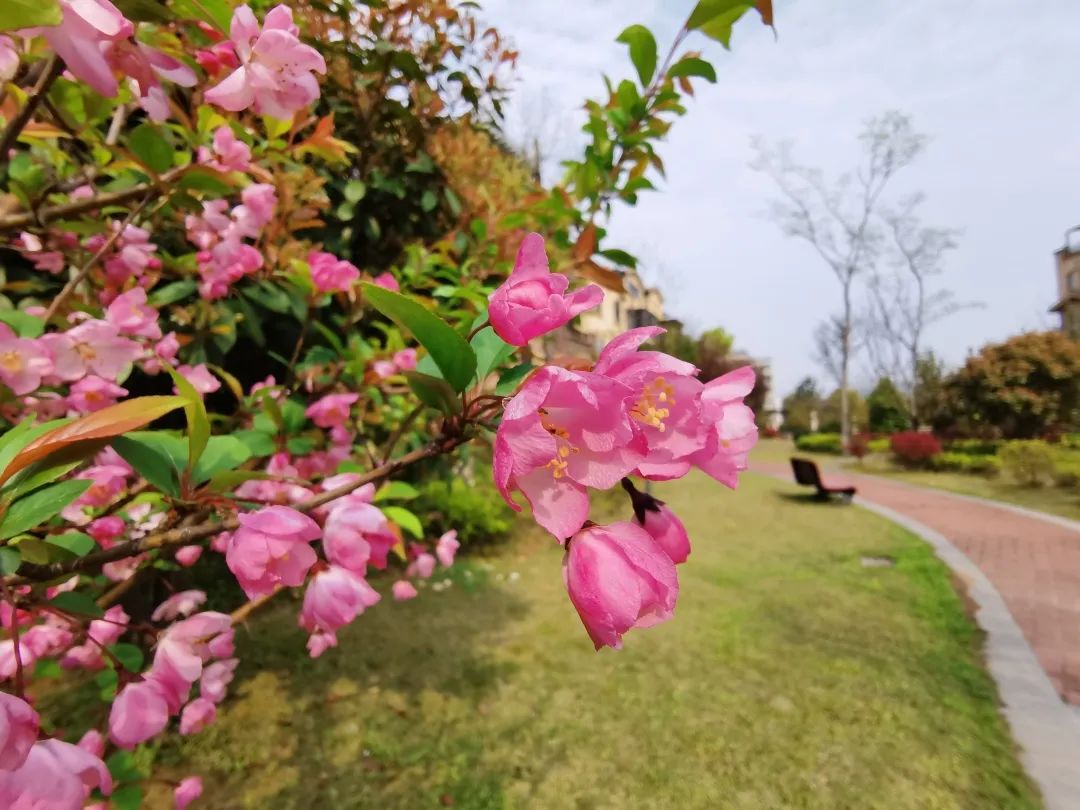 花又开好了你要的春天深圳国资正在派送中