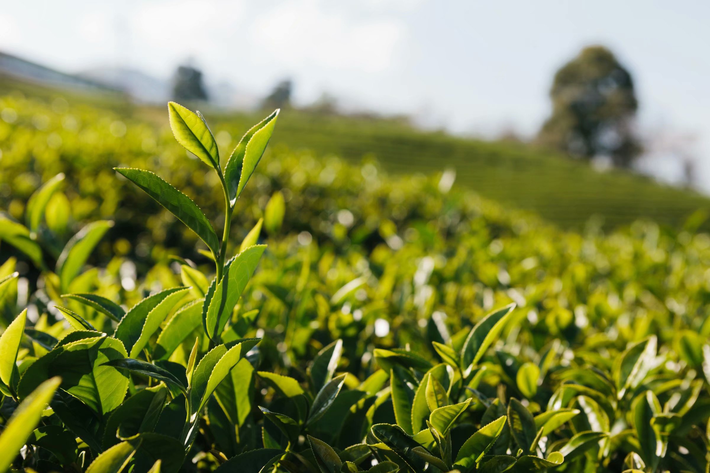 春天的温度从品一杯恩施玉露茶开始