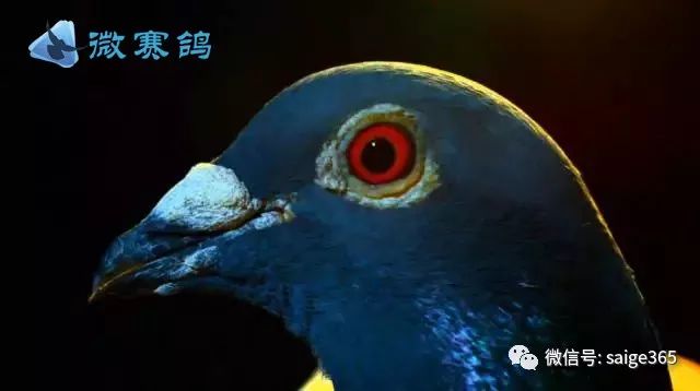 咋样才能让鸽子死掉 7f07c7d973b64e9eb78c1b86bde33e90.jpeg