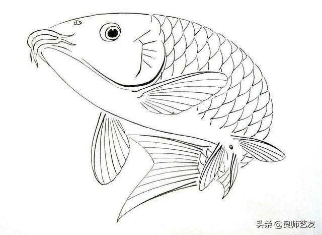中国画白描鲤鱼图谱,工笔写意俱佳,画友收藏起来