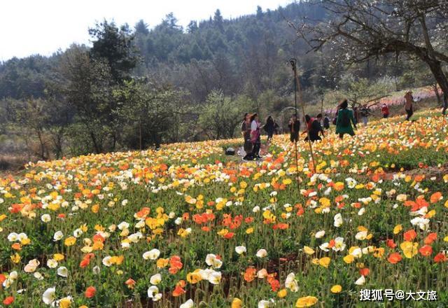四季花不断!昆明名花谷将于3月27日恢复营业