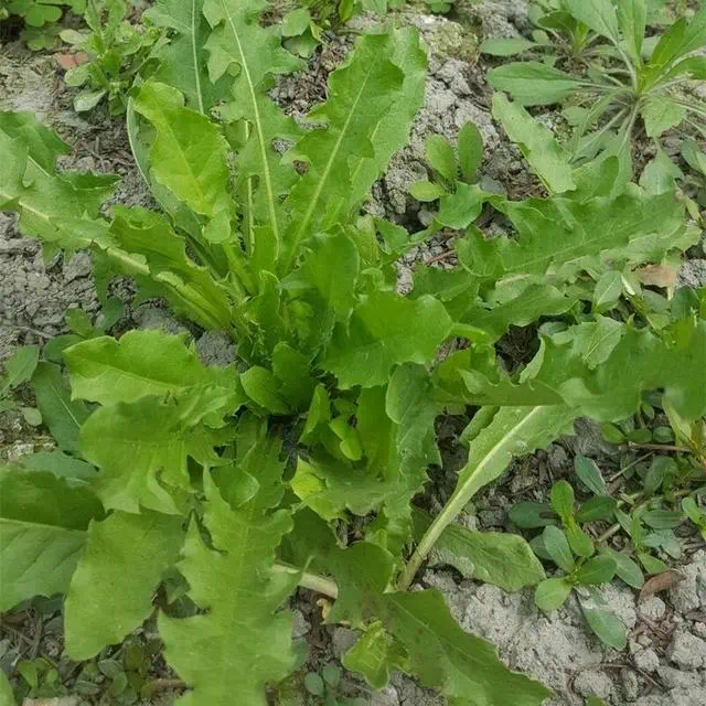 婆婆丁野菜新吃法 8ba4144f1d654da2bd605ccac0d959fc.png