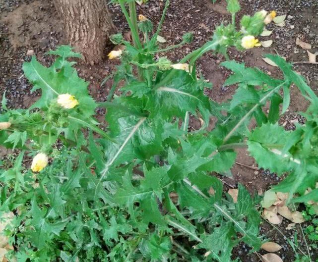 农村有一种野草,是夏季的蔬菜,能清热祛暑,很珍贵_菊苣