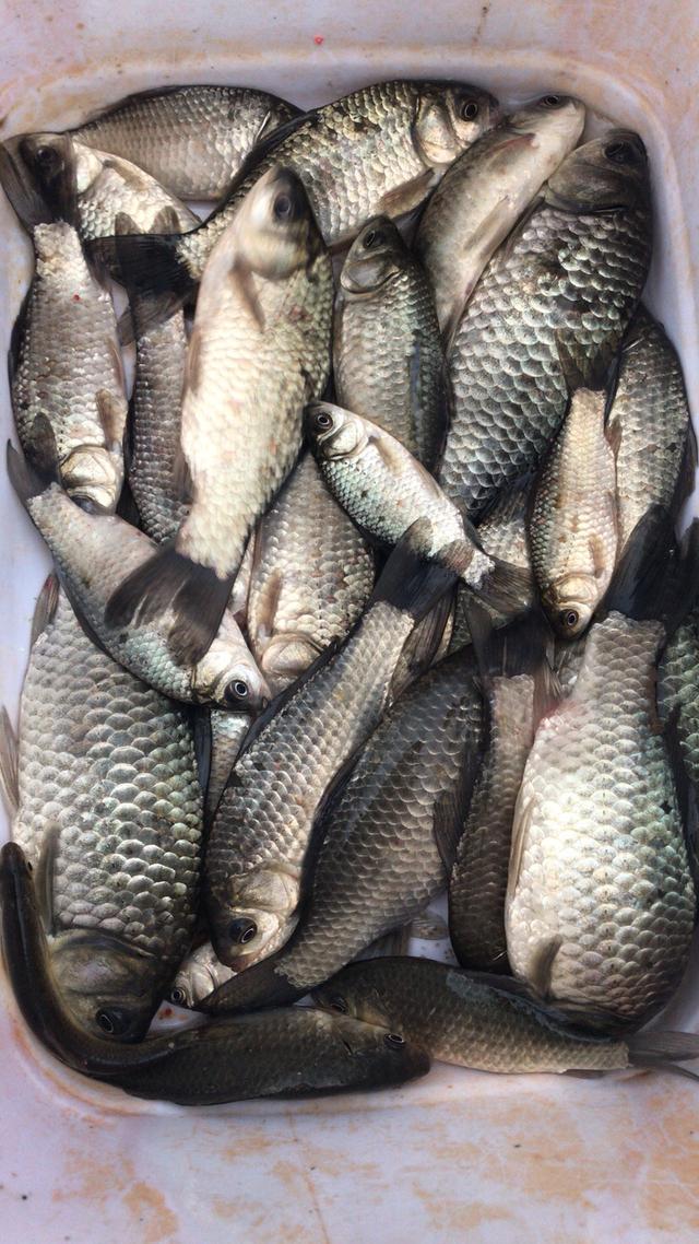 如何杀鲫鱼才好吃 8ea345a7d8e349b7abe6f9ec30ff6dca.jpeg