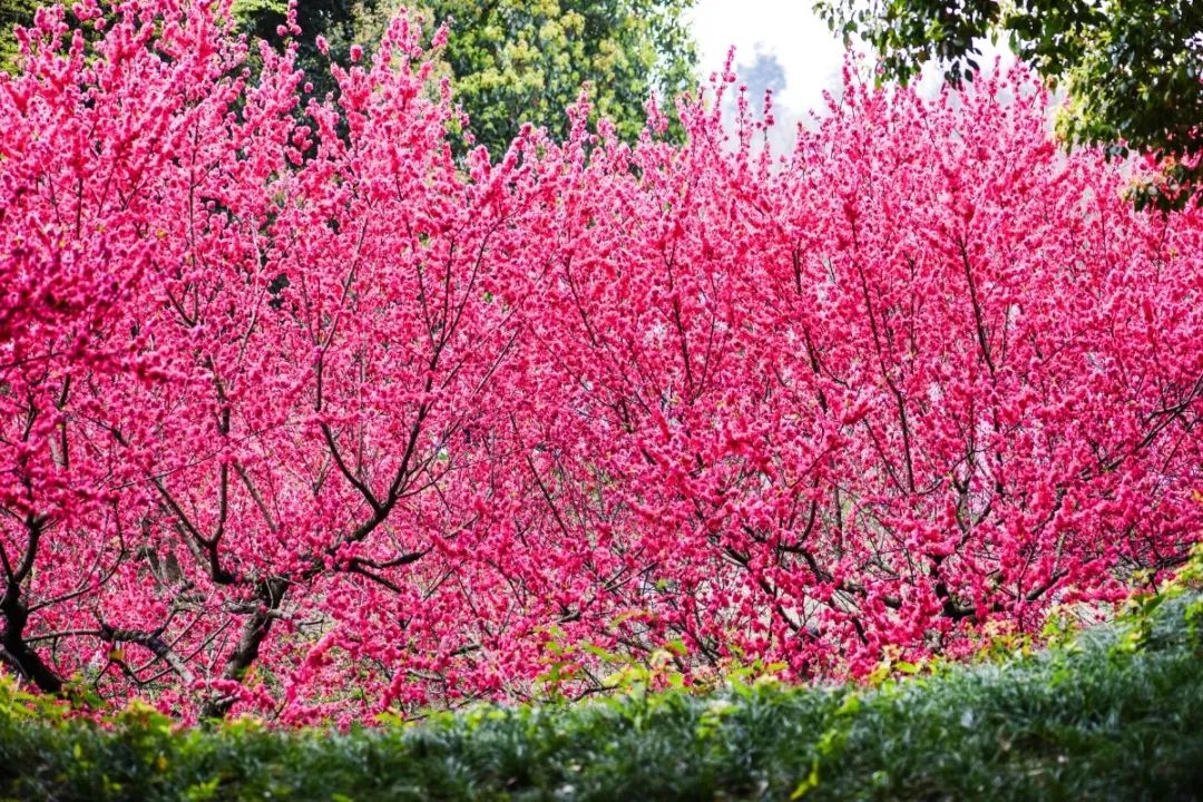 十里桃林,花开