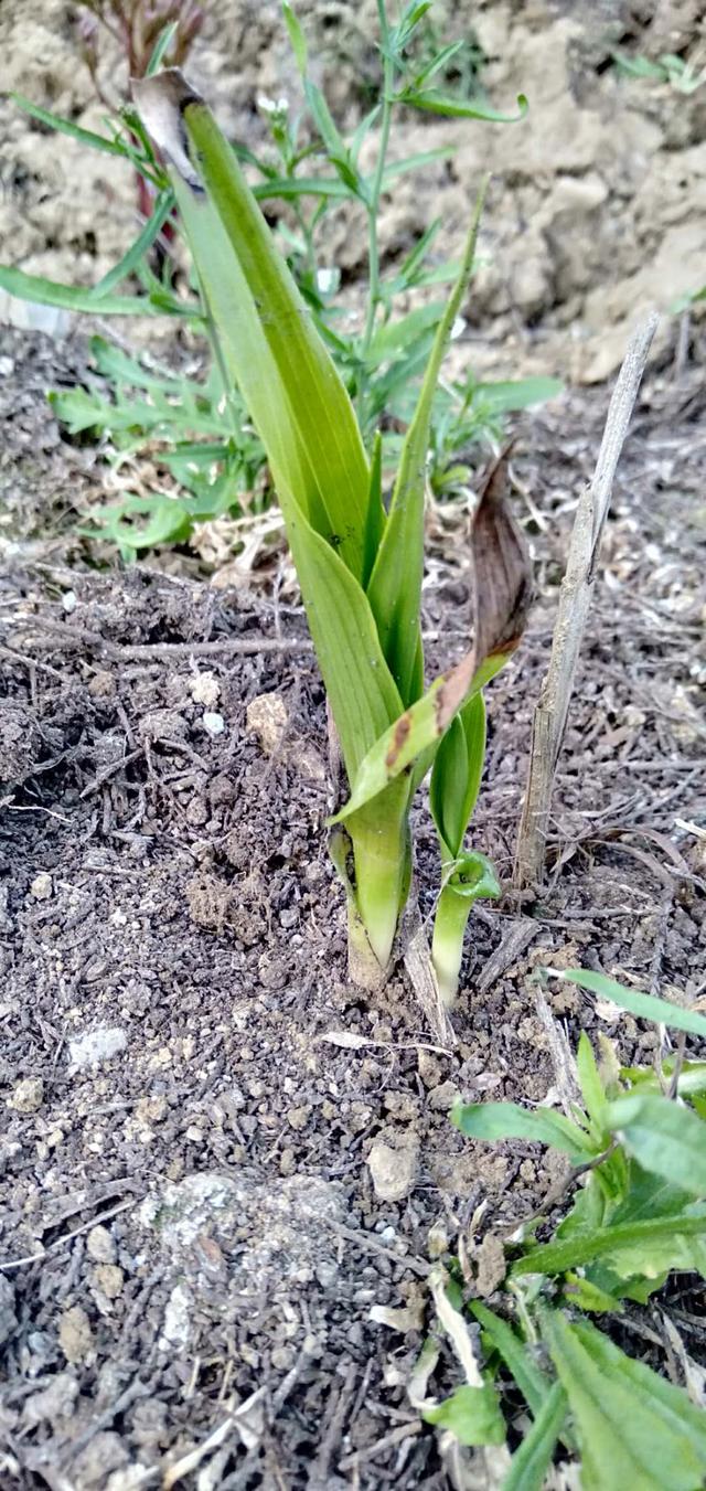 春季萌芽后白芨新长出的叶片叶尖干枯是什么原因?怎么