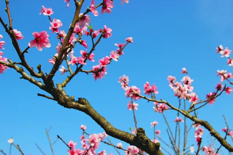 沿着龙门桃花沟的马路走是桃花以外的美丽风景满树梨花,满园棣棠皆是