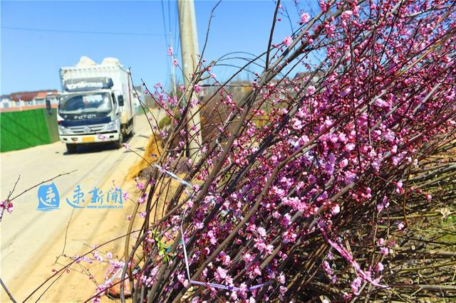 江苏沭阳2020桑墟镇g_沭阳学区房划分2020(2)