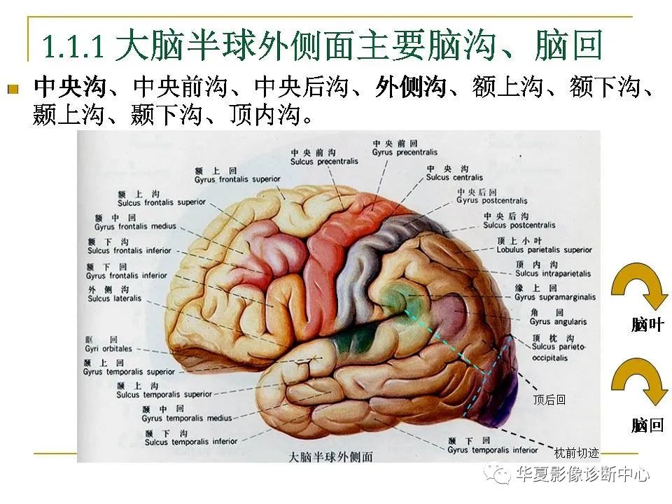 脑mri必须掌握的解剖知识