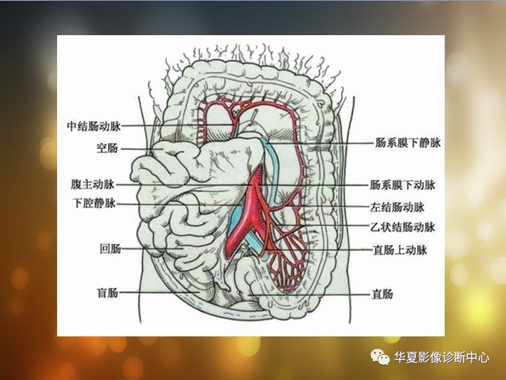 cta必备:腹部血管解剖