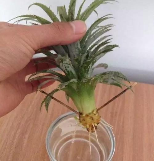 菠萝怎么做好吃又简单又干净 9a1b3c6c29724e7781f2c75d3d7f1761.jpeg