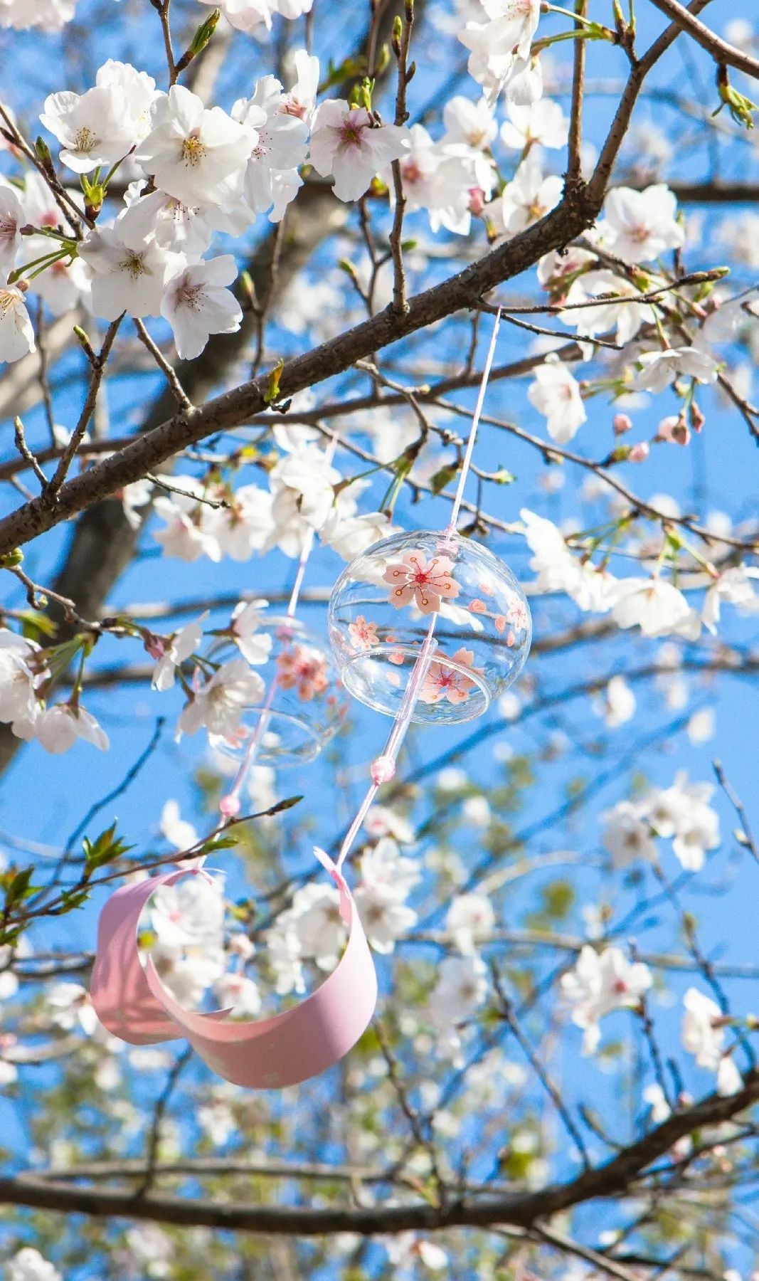 【春花⑩】溪水潺潺访早樱,金华最美樱花就在这!