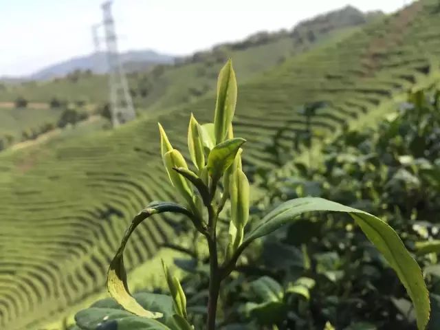 2020年安吉白茶开采前记录(3月21日)_茶山