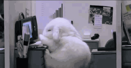 搞笑萌宠 | 恶意碰瓷