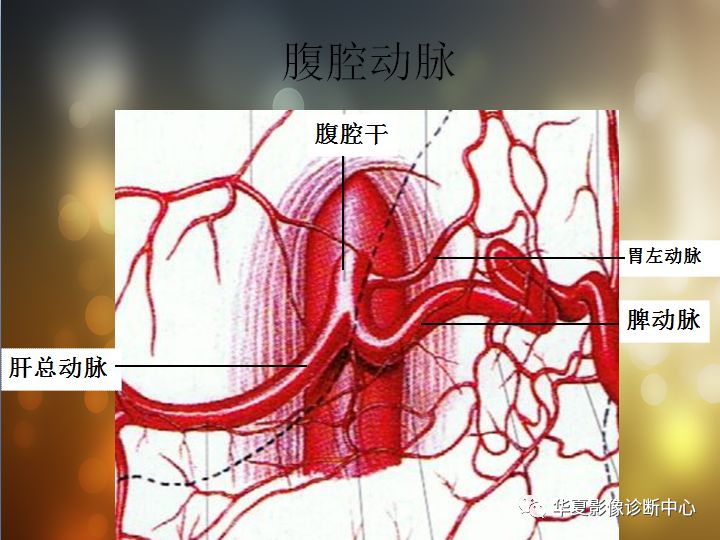 cta必备腹部血管解剖