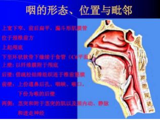 states ) elasticus 弹性的 名词解释:弹性圆锥 弹性圆锥又名环甲膜