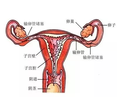 起到"后勤部长"的重要作用: 运送精子,卵子, 当两者在输卵管壶腹部