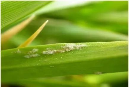 麦类赤霉病是小麦的主要病害之一,全国麦区都有发生,气候湿润多雨