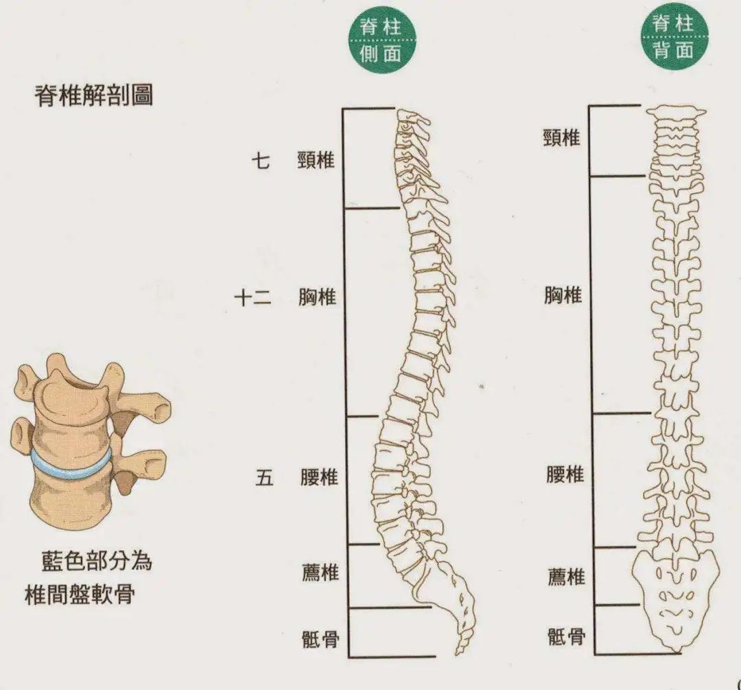 宝宝早走路,对脊柱发育好处还是坏处?