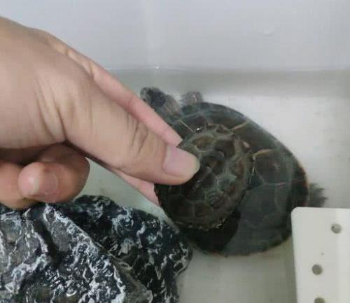 乌龟怎么下班 c0776678781f4252a3d07f2d6c3cd5e5.jpeg