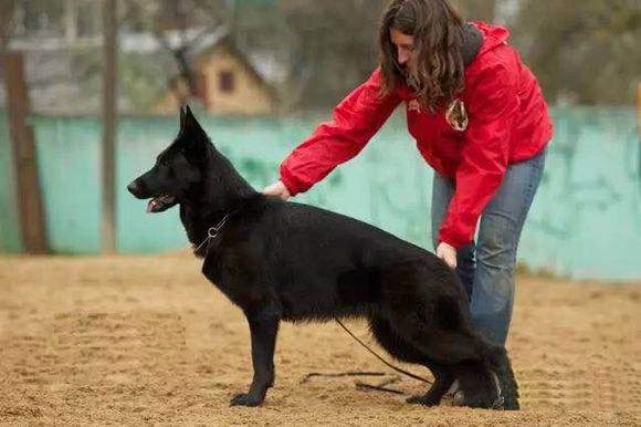 东德国牧羊犬在主人需要时它一定会在主人身边
