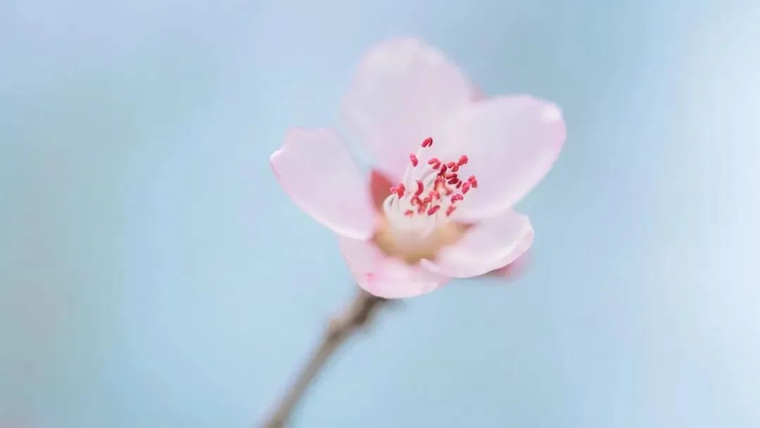 桃花渡的曲谱_人面桃花曲谱(3)