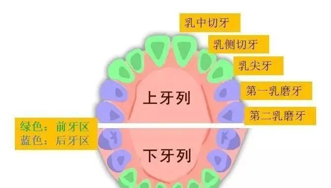 【乳牙】我追悔莫及”：很多家长做错了这件事“儿子长了双排牙