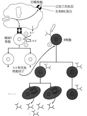 免疫系统×体液免疫和细胞免疫的过程