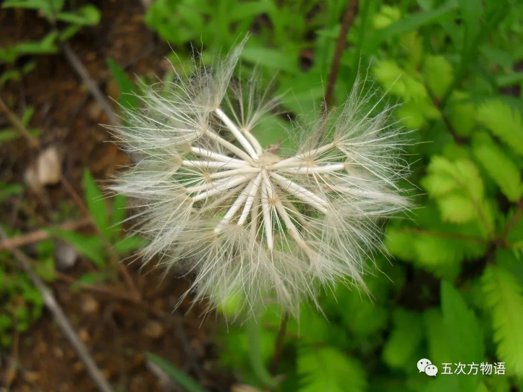 sinensis,果序和蒲公英一样接近完美的球形,冠毛的结构差相仿佛,只是