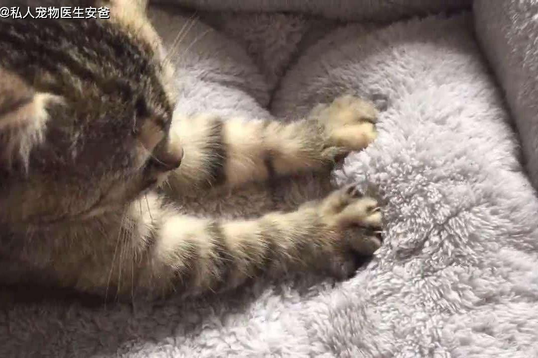 安爸告诉您猫咪为什么会踩奶
