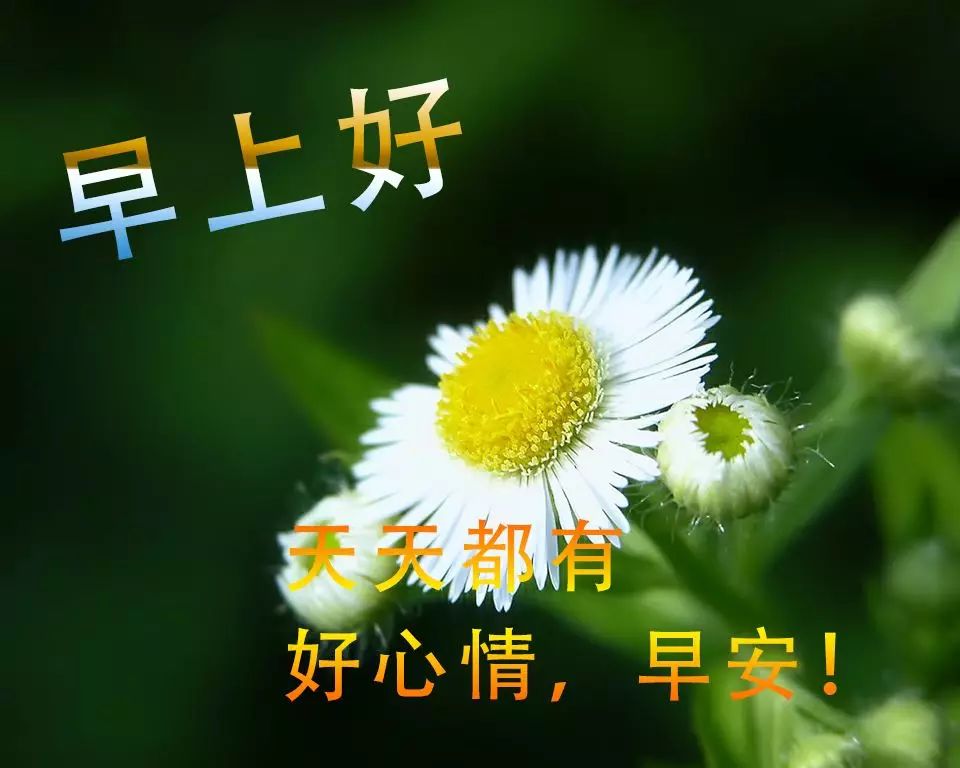 早上鲜花问候表情图片 早晨图片祝福2020