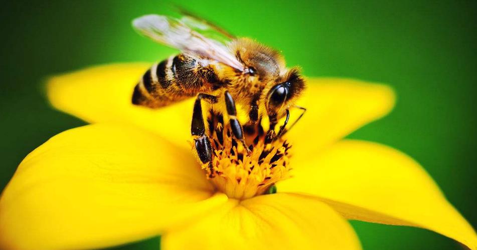 蜜蜂筑巢视频完整版 076e407577e442ce8778c9084da7a1e2.jpeg