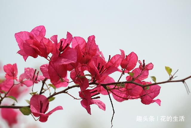 0a2eb11380ff452c83c275248728d357.png