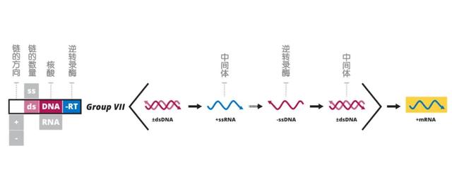 它们自身拥有双链dna作为遗传物质,但在增殖时还需要rna作为中间媒介