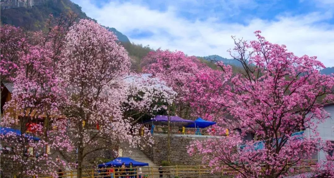 北川邀你邂逅辛夷花的粉色浪漫