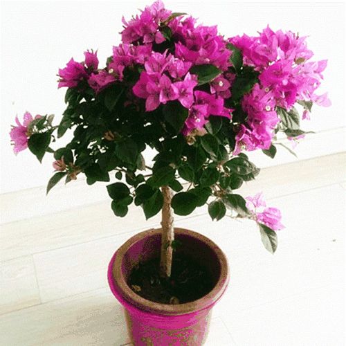 如何促进三角梅多开花 11bda981f387444987e5e6aa563aafd9.jpeg
