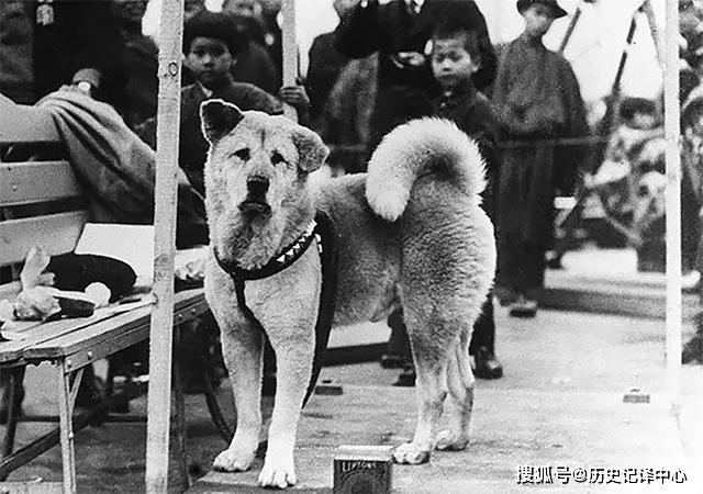 它是忠犬八公的真实原型曾感动整个日本但仍无力对抗战争狂热