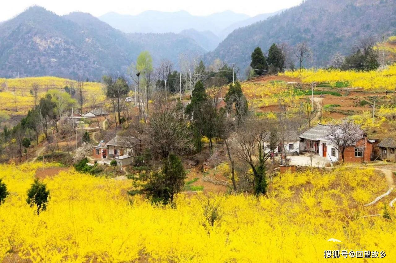 徐家湾乡举行卢氏徐家首届连翘花节