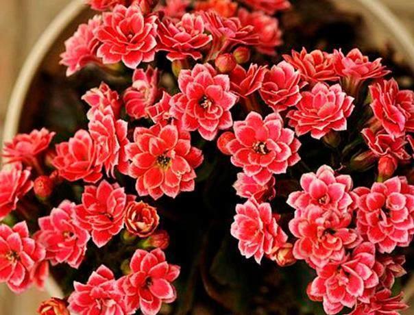 想让"长寿花"花期不断,花开长达半年?只要做好这4步就