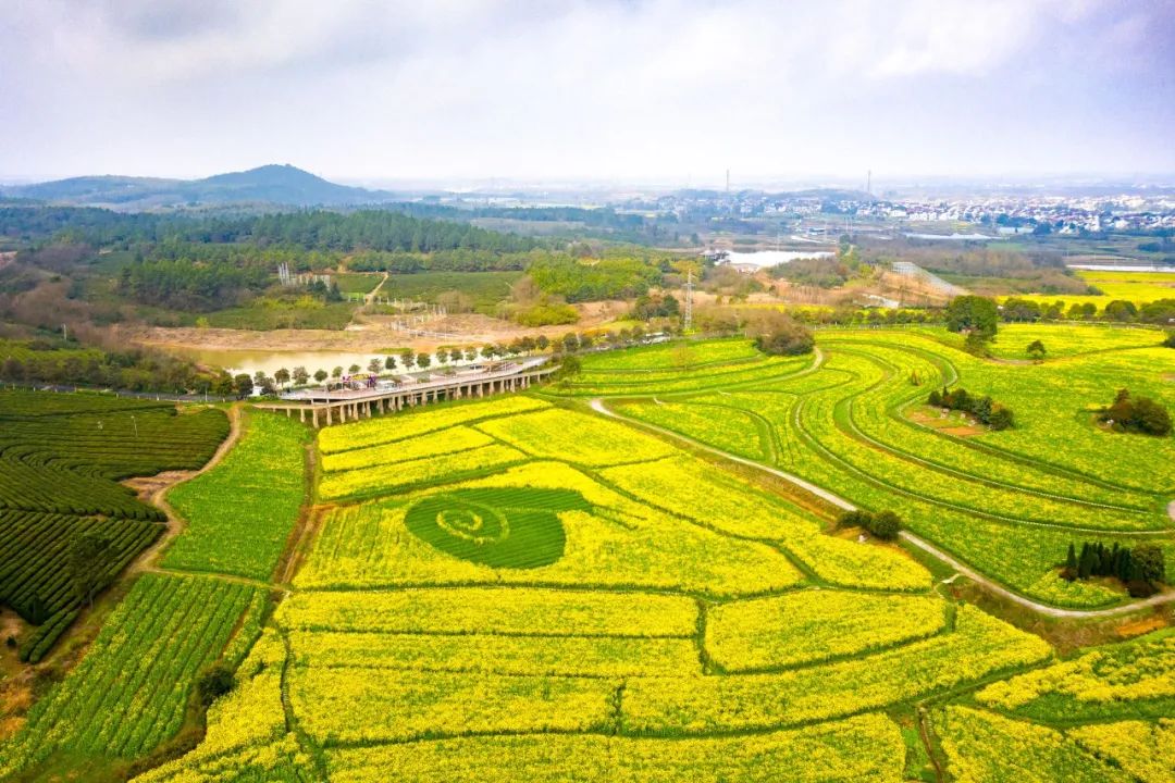 你们去鸡鸣寺看樱花吧,我去高淳油菜花海了!