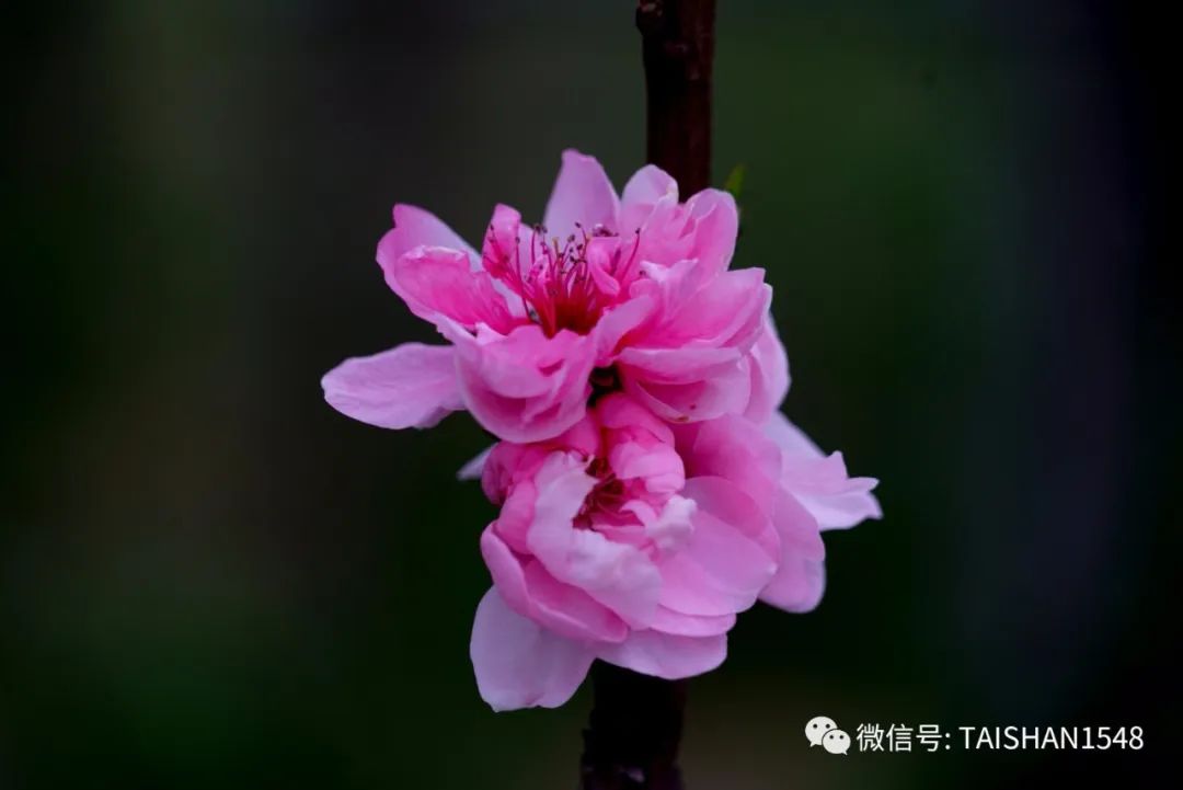 天枝加什么成语_成语故事简笔画(2)