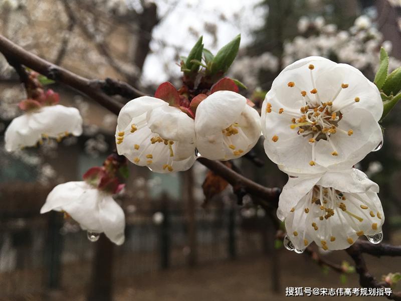 北京大学元培学院