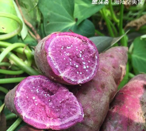 怎么能快速获得紫薯 2c66d2bc0bdb4c47a09c0cd70eef3f34.jpeg
