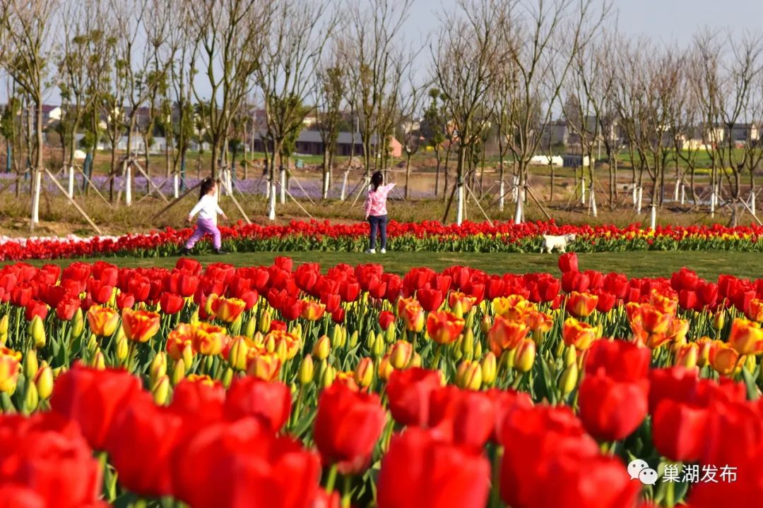 巢湖还有一处郁金香打卡地位置在黄麓镇芦溪村