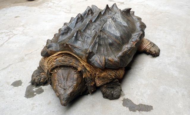 鳄龟 世界最大的淡水龟之一,有淡水动物王者之称